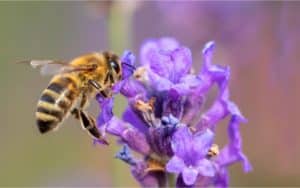 apiculture écoresponsable