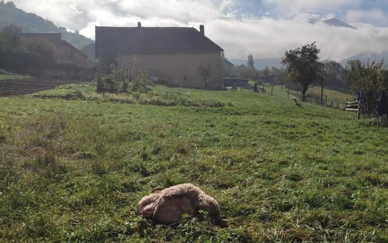 attaques de loups