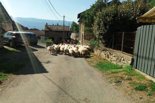 troupeau de moutons dans le village