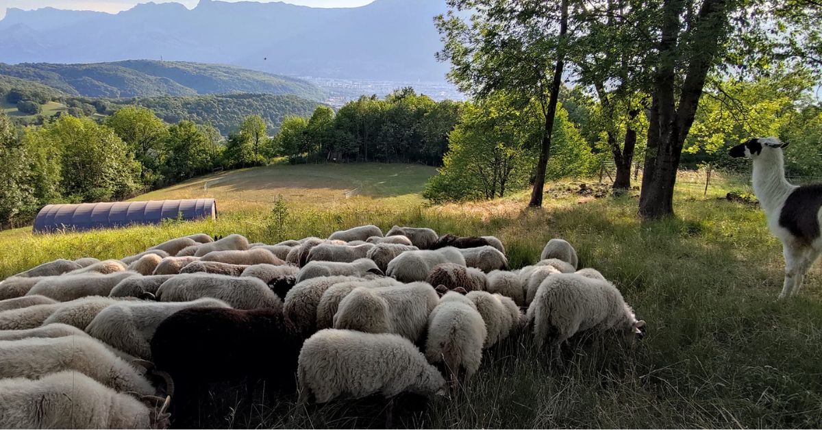 les brebis des Sauges Bergères