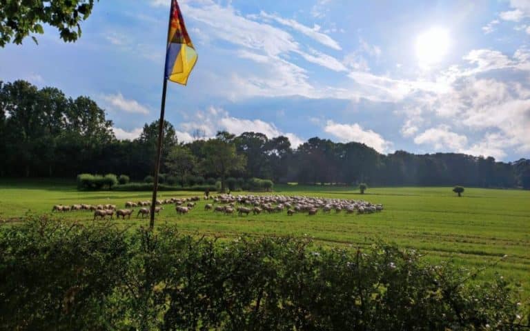 Dutch Open Sheepdog Trial 2022