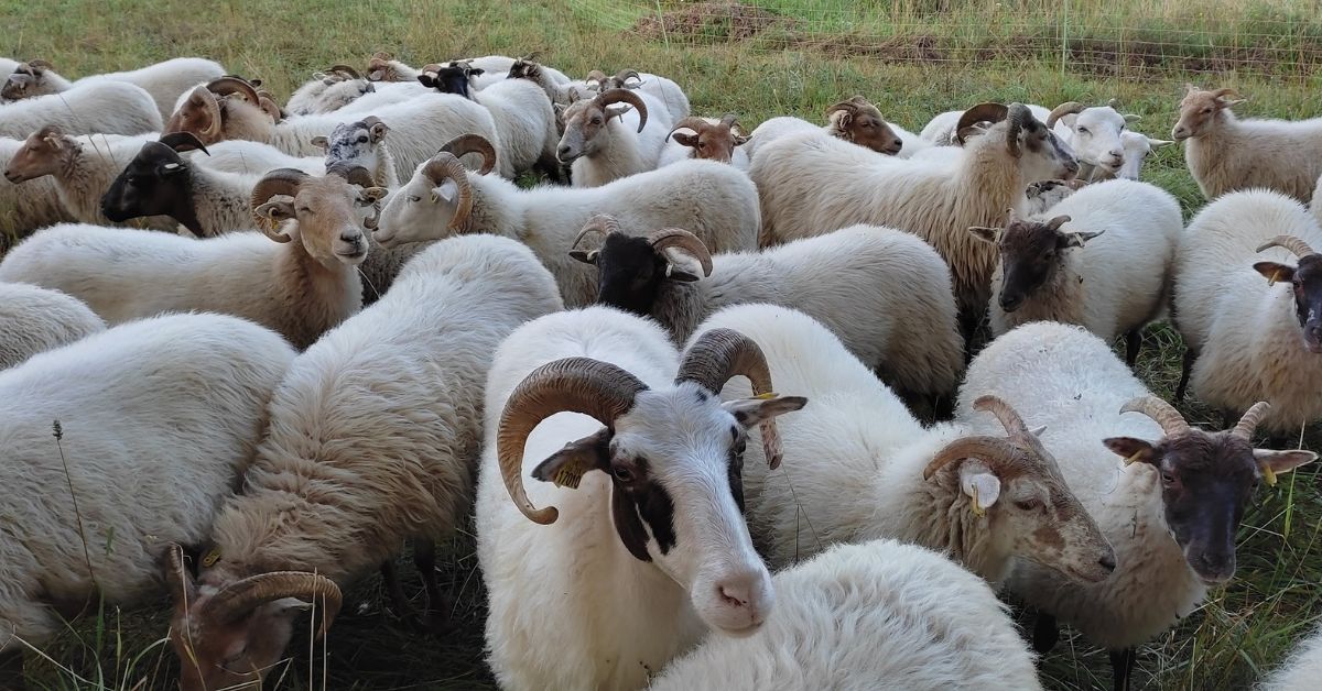 élevage de moutons des Sauges Bergères