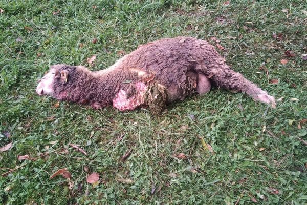 mouton tué par un loup