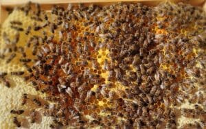 couvain d'abeilles