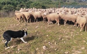 portugal open des chiens de troupeaux