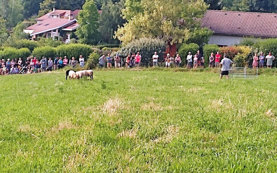 Démonstration chiens de troupeau (Border Collie) au travail sur brebis à Herbeys