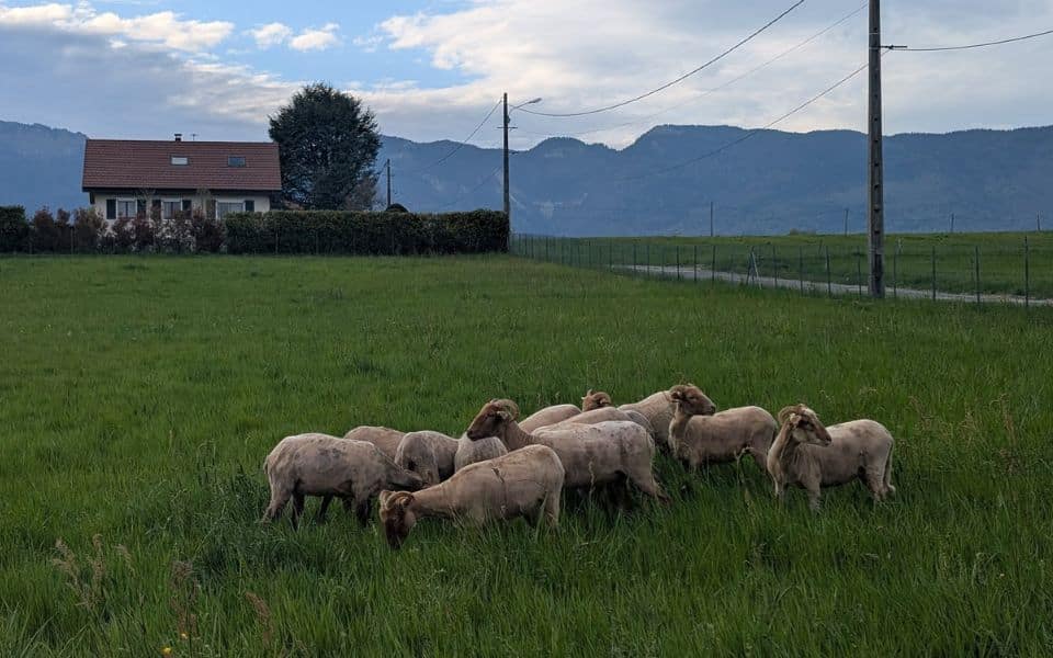 écopâturage avec les brebis de l'exploitation agricole Les Sauges Bergères