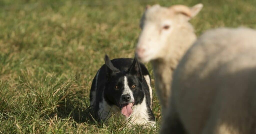 travail avec des brebis habituées à la conduite du chien de troupeau