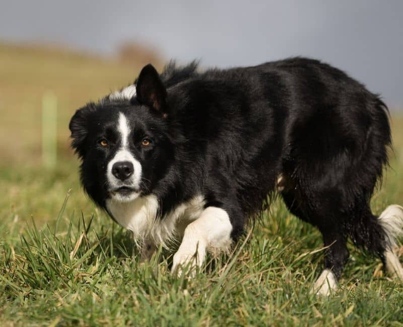border collie