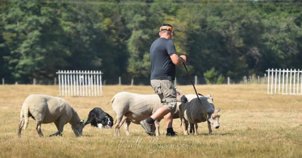 dressage et éducation du chien de travail au troupeau