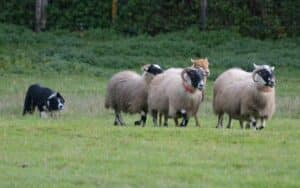 Formation de chiens de troupeau sur ovins