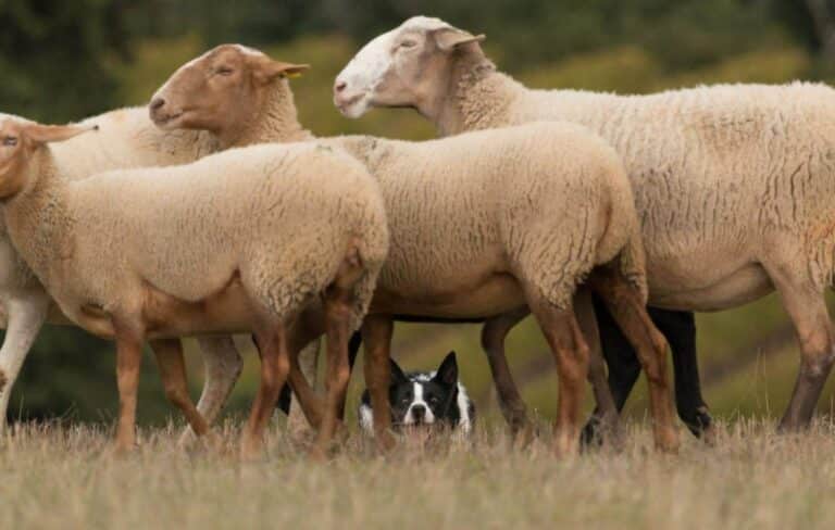 chien border collie avec un troupeau de brebis